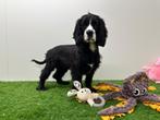 Engelse Cocker x Cavalier King Charles pup, België, Reu, 8 tot 15 weken, CDV (hondenziekte)