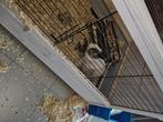 konijntjes zoeken een nieuw huis, Dieren en Toebehoren, Konijnen, Vrouwelijk, Middelgroot, 0 tot 2 jaar