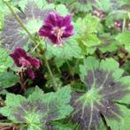Geranium phaeum 'Samobor', Jardin & Terrasse, Plantes | Jardin, Printemps, Enlèvement, Autres espèces, Mi-ombre