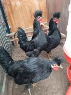 Kosovolangkrajer, Dieren en Toebehoren, Pluimvee