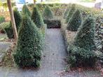 Buxus zelf uit te doen, Tuin en Terras, Ophalen, Buxus, Haag