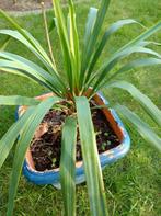 Yucca Gloriosa – palmboom – buitenplant - tuinplant, Plein soleil, Printemps, Enlèvement, Autres espèces