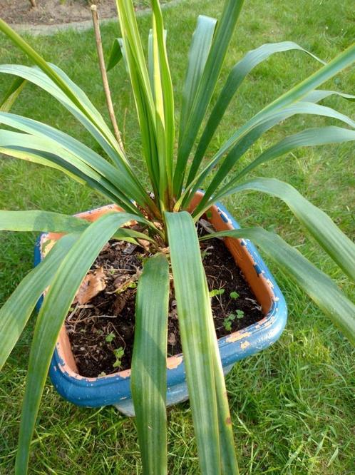 Yucca Gloriosa – palmboom – buitenplant - tuinplant, Jardin & Terrasse, Plantes | Jardin, Plante fixe, Autres espèces, Plein soleil