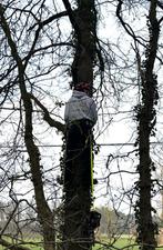 Bomen vellen en snoeien, Tuin en Terras, Ophalen