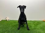 Whippet pup, België, 8 tot 15 weken, CDV (hondenziekte), Meerdere