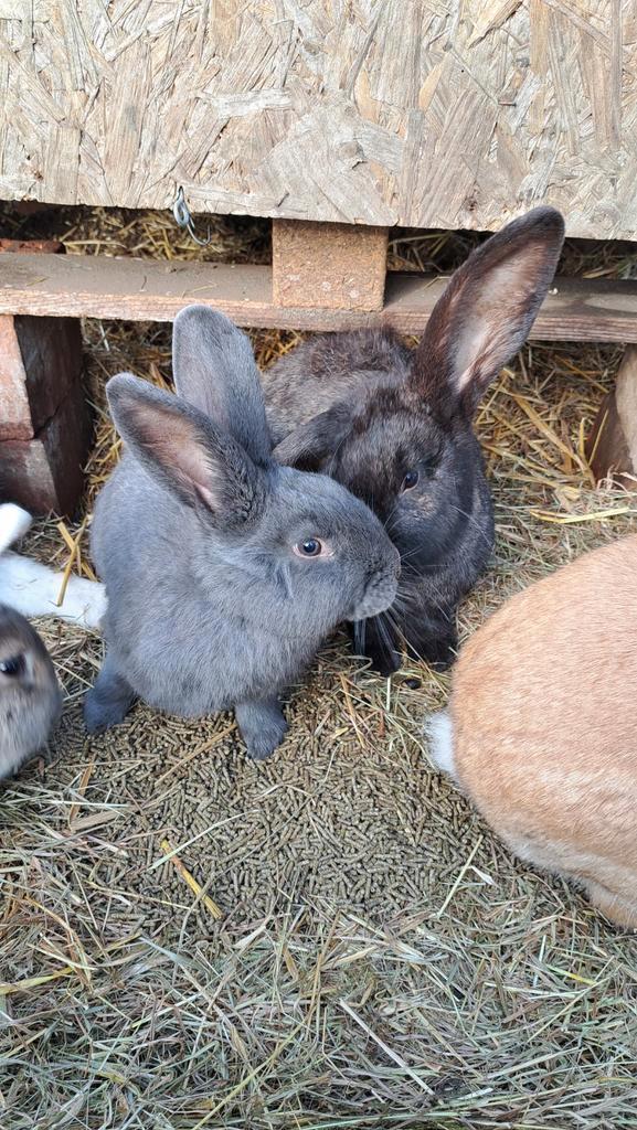 Twee konijnen, Dieren en Toebehoren, Konijnen, Hangoor