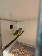 Bonte boer youyou du senegal, Dieren en Toebehoren, Vogels | Parkieten en Papegaaien, Mannelijk