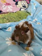 Baby cavia’s die het nest (bijna) mogen verlaten, Dieren en Toebehoren, Knaagdieren, Meerdere dieren, Cavia, Tam