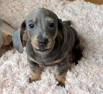 teckel pups,dwerg,reutje beschikbaar voor biedingen