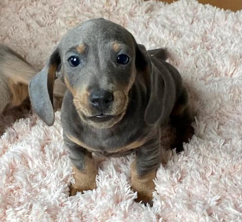 teckel pups,dwerg,reutje, Dieren en Toebehoren, Honden | Teckels en Dashonden, Reu, Korthaar, Dwerg, Fokker | Professioneel, Meerdere