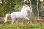 Prachtige zeldzame Lusitano ruin - 50% korting op opfok!, Dieren en Toebehoren, Paarden, Gechipt, Ruin, Niet van toepassing, Dressuurpaard