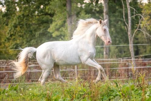 Prachtige zeldzame Lusitano ruin - 50% korting op opfok!, Dieren en Toebehoren, Paarden, Ruin, Niet van toepassing, 160 tot 165 cm