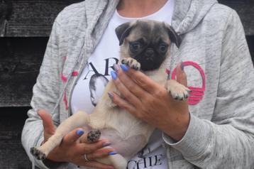 Mopshond pup beschikbaar voor biedingen
