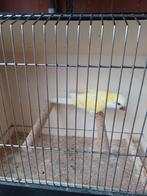 Crème ino muisparkiet pop, Dieren en Toebehoren