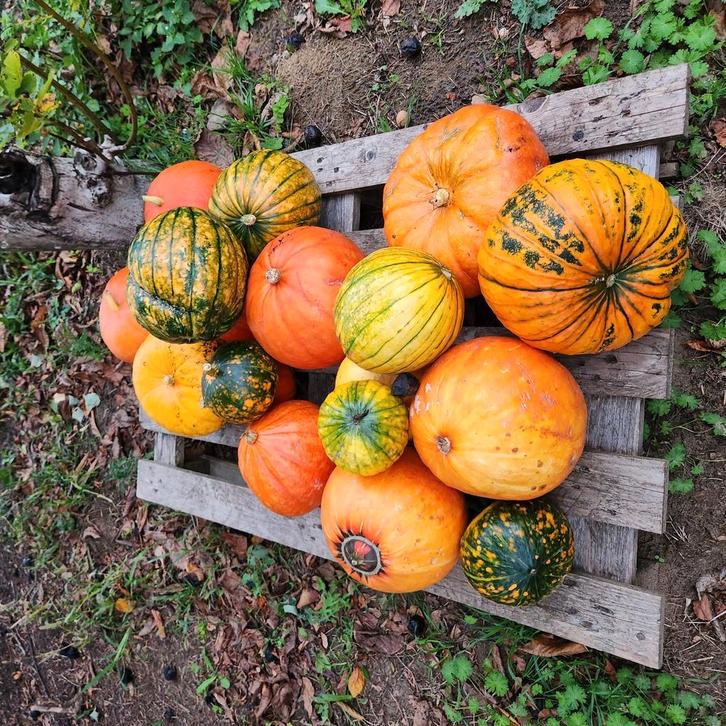 Homme à tout faire, Vacatures, Vacatures | Bouwnijverheid