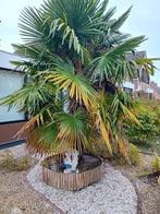Palmboom, Tuin en Terras, Planten | Bomen, Ophalen, Palmboom