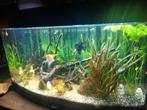 Aquarium juwel 180l, Dieren en Toebehoren, Vissen | Aquaria en Toebehoren, Ophalen, Zo goed als nieuw