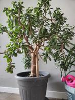 Vetplant 81cm hoog, Tuin en Terras, Ophalen