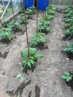 tomaten planten, Ophalen, Groenteplanten