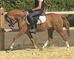 Eyecatcher Welsh grote B pony 6 jaar, Merrie, B, Gechipt, 3 tot 6 jaar