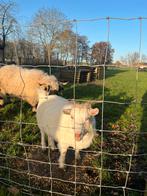 5***** huisje gezocht voor onze geit, Dieren en Toebehoren, Schapen, Geiten en Varkens, Geit