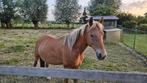 Brave D pony te koop, Dieren en Toebehoren, Merrie, Gechipt, 7 tot 10 jaar, Recreatiepony
