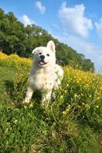 Prachtige langharige Zwitserse Witte Herder pups, Dieren en Toebehoren, Honden | Herdershonden en Veedrijvers, CDV (hondenziekte)