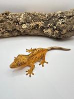 Soldes 20% Wimpergecko, Lucky, 0.1, femelle, Pickup en bois, Animaux & Accessoires, Reptiles & Amphibiens, Autres espèces, 0 à 2 ans