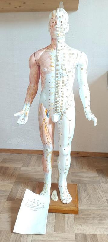 acupunctuur/meridianen pop 85 cm hoogte, Divers, Enlèvement ou Envoi, Comme neuf