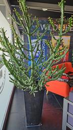 Euphorbia Eritrea - plante intérieur -, Huis en Inrichting, Kamerplanten, Ophalen, Halfschaduw, 150 tot 200 cm, Groene kamerplant
