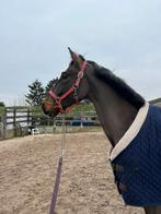 Paard te koop, Met stamboom, Ruin, Zadelmak, 3 tot 6 jaar