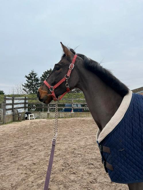 Paard te koop, Dieren en Toebehoren, Paarden, Ruin, Zadelmak, 3 tot 6 jaar, Recreatiepaard, Met stamboom