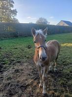 Haflinger veulen  hengstje, Hengst