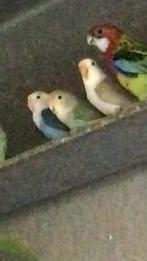 Kanaries, parkieten en exoten, Dieren en Toebehoren, Vogels | Parkieten en Papegaaien