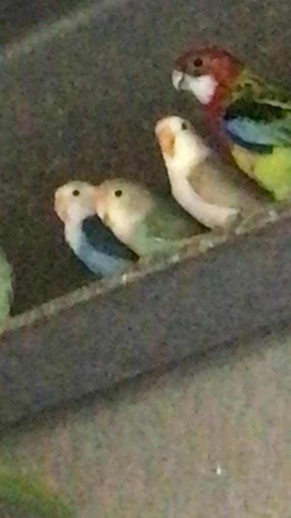 Kanaries, parkieten en exoten, Dieren en Toebehoren, Vogels | Parkieten en Papegaaien