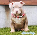 PRACHTIGE AMERICAN BULLY PUPS, Dieren en Toebehoren, België, Overige rassen, 8 tot 15 weken, CDV (hondenziekte)