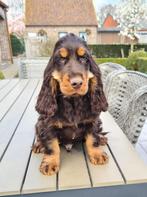 engelse cocker pups, Dieren en Toebehoren, Honden | Retrievers, Spaniëls en Waterhonden, België, Reu, CDV (hondenziekte), 8 tot 15 weken