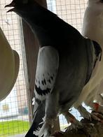 Turkse takla roller, Dieren en Toebehoren, Vogels | Duiven, Geslacht onbekend, Tuimelaar of Roller