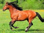Petits Ballots de foin Bio pour Chevaux récolte 2025, Ophalen, Vee