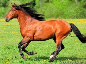 Petits Ballots de foin Bio pour Chevaux récolte 2025 beschikbaar voor biedingen