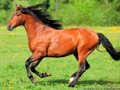 Petits Ballots de foin Bio pour Chevaux récolte 2025, Dieren en Toebehoren, Dierenvoeding, Vee, Ophalen
