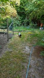 Haan 50 % Mechelse koekoek 1 jaar oud. Prachtig dier., Dieren en Toebehoren