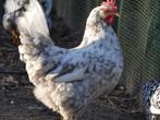 hennen blauw bonte leghorn exchequer, Dieren en Toebehoren, Pluimvee, Vrouwelijk, Kip