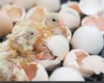 Broedservice/ uitbroeden eieren, Dieren en Toebehoren, Kip