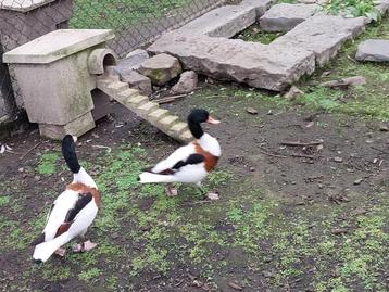 Bergeenden (natuurbroed) beschikbaar voor biedingen