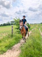 Bijrijder aangeboden, Dieren en Toebehoren