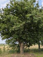 Gratis kersen (zelfpluk), Ophalen