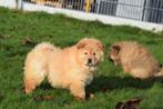 Chow- chow pups, België, 8 tot 15 weken, Poolhond, Meerdere