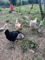 Legkippen, Dieren en Toebehoren, Pluimvee