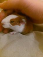 2 baby cavia's zeugjes geboren op 25 november, Dieren en Toebehoren, Knaagdieren, November, Cavia